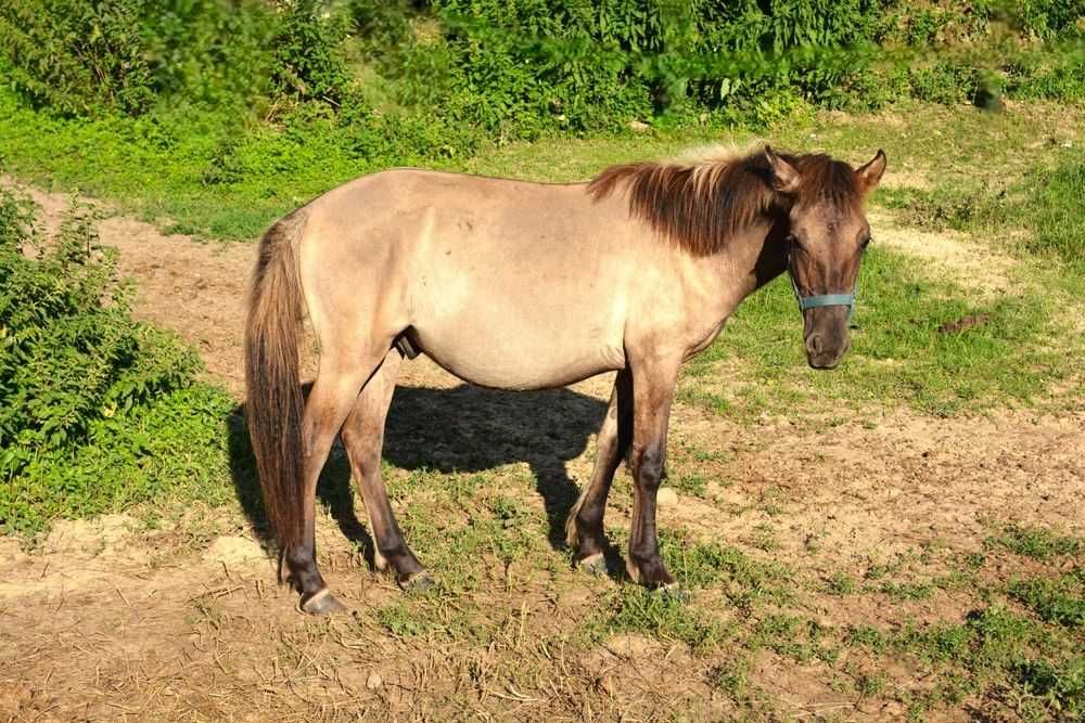 Sprzedam ogiera konika polskiego