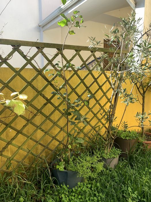 Vendo plantas / arvores frutiferas em vaso