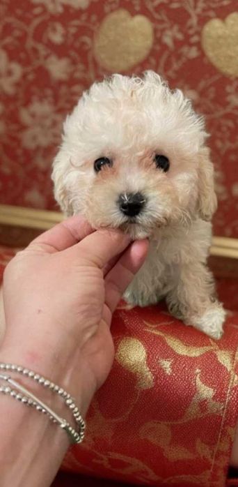 Мальтипу. Очаровательная маленькая крошка.