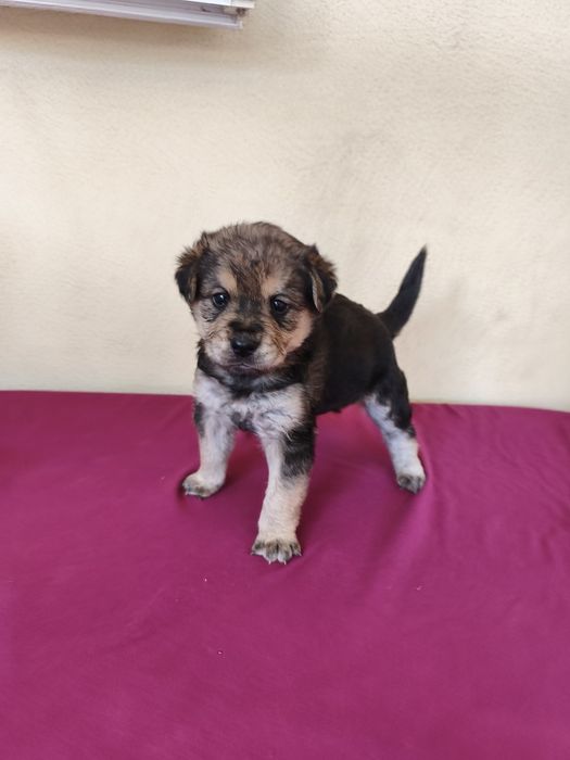 Casal de cães bebés para adoção