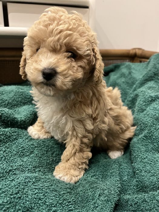 Szczeniak suczka Bischpoo