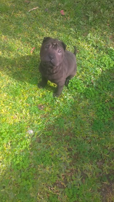 Shar pei fêmea linda
