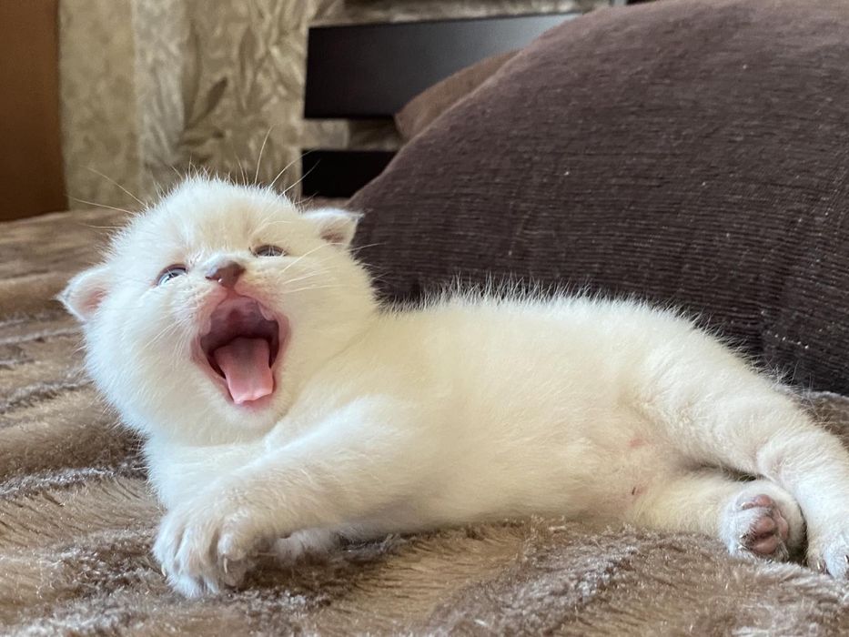 Продам шотландське кошеня