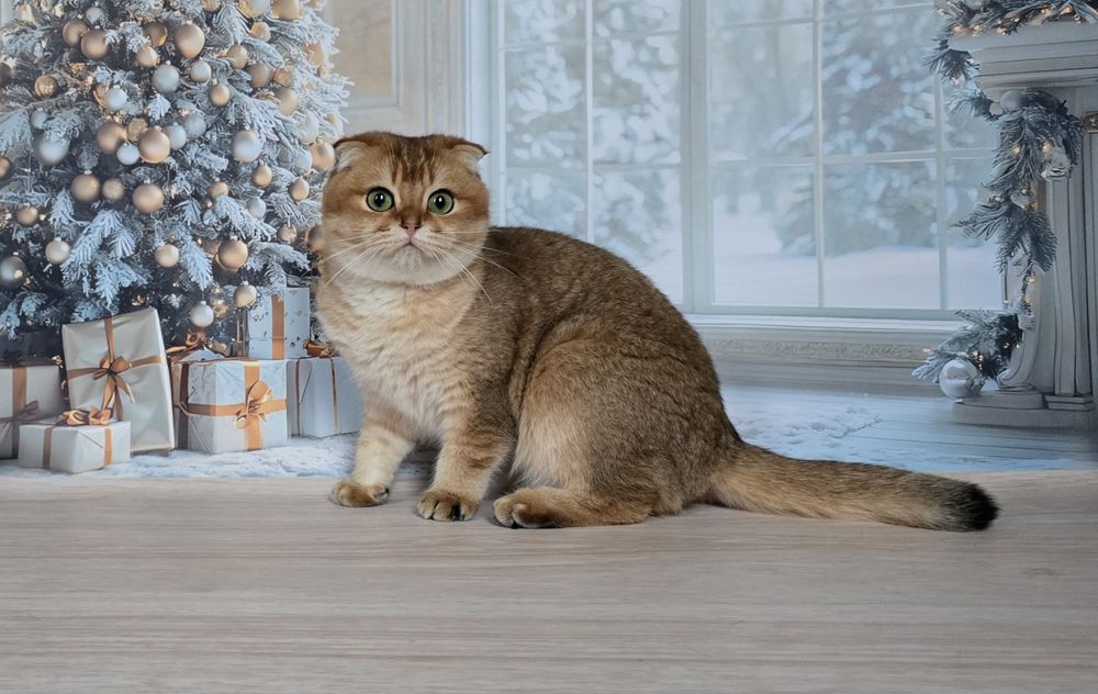 Зеленоглазая фолдочка