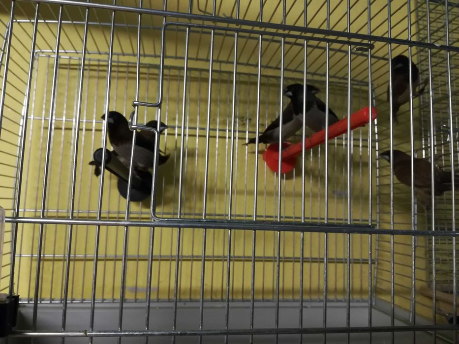 Zeberki - australijskie maleństwa