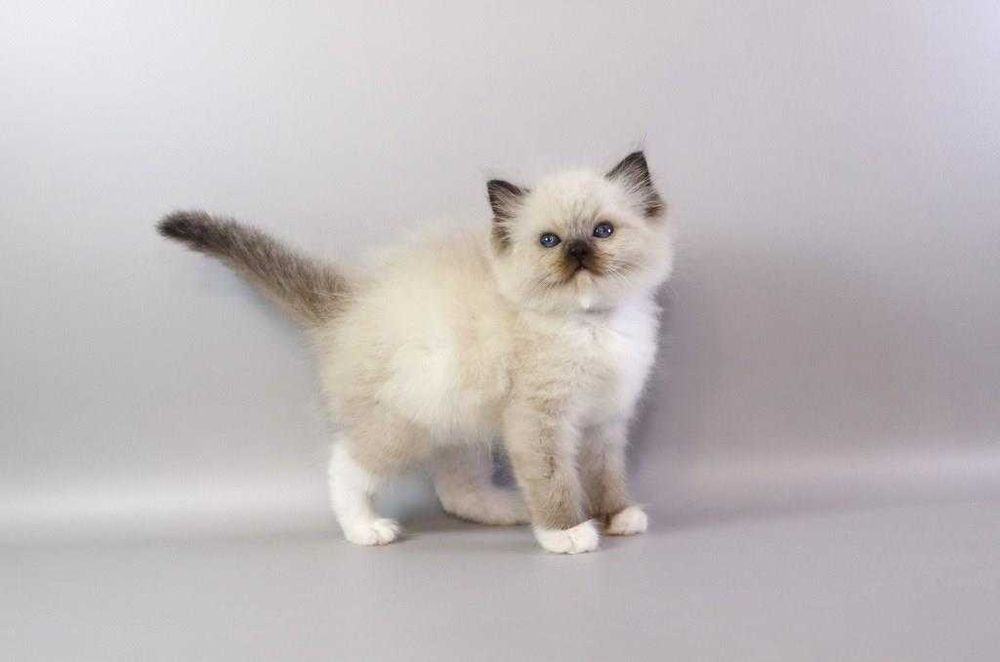 Самий ласкавий  хлопчик\\РЭГДОЛЛ/Ragdoll//