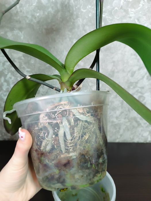 Орхідея доросла .