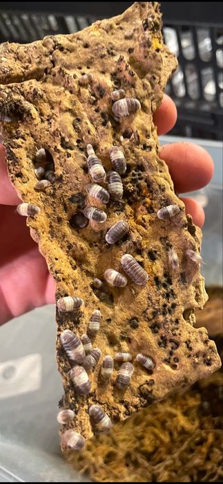 Isopody Cubaris sp panda king