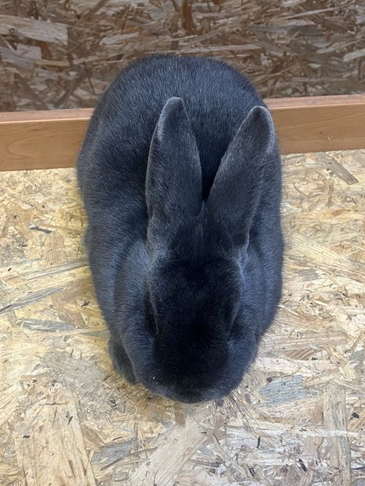 Samiec Wiedenski Niebieski