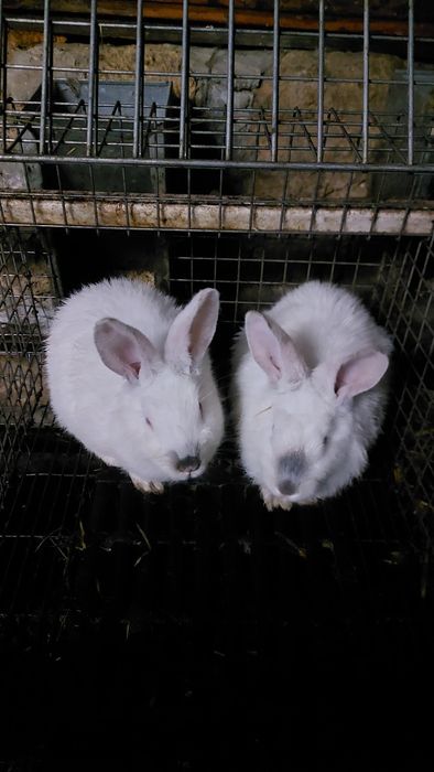 Кролики разного возраста