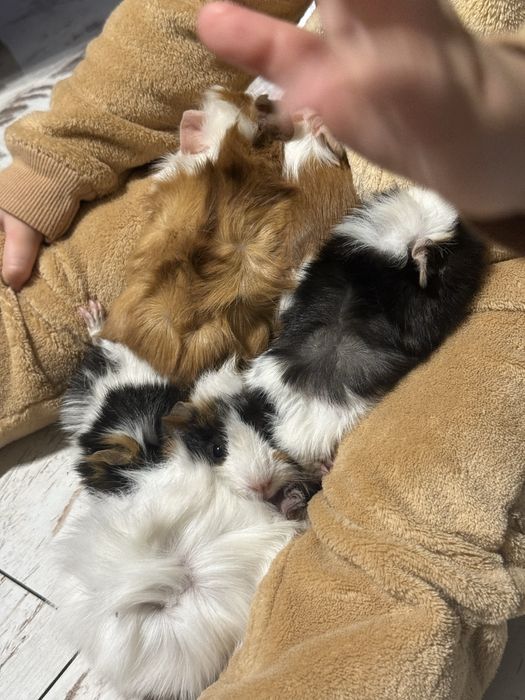 Świnki morskie samce samiec tricolor gladkie rozetki