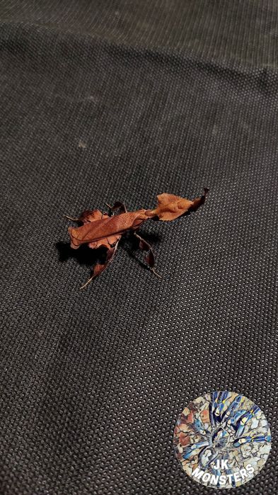 Modliszka Phyllocrania paradoxa (liściogłowa)+gratisy