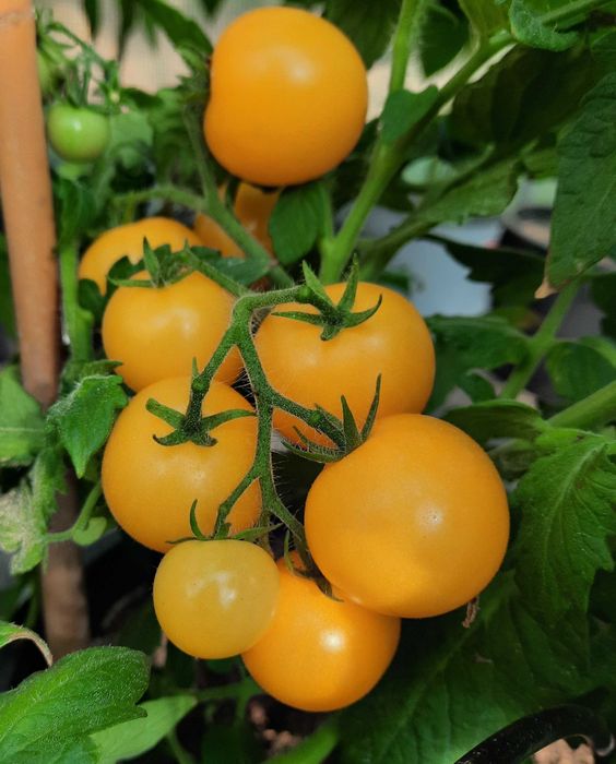 pomidor Venus nasiona kolekcjonerskie