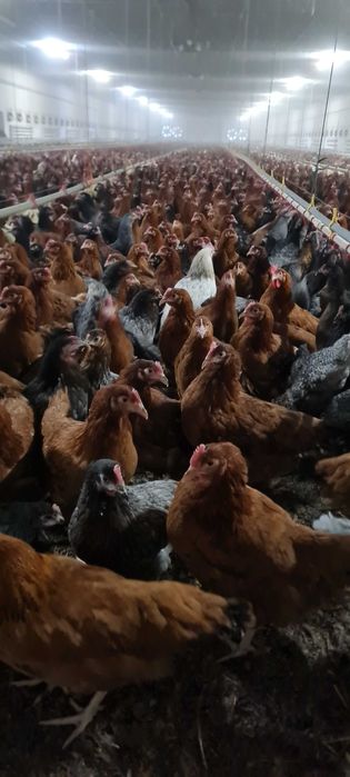 Kury nioski mlode z pierwszym jajkiem Rosa leghorn dominant