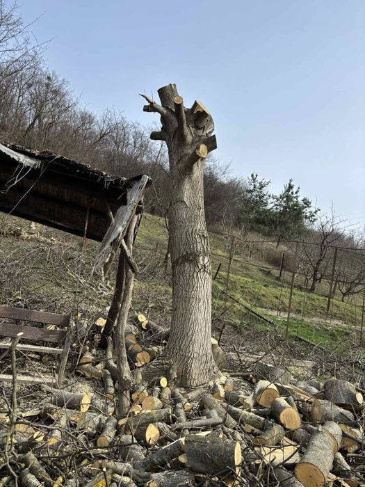 Стовбур зі свіжозрізаного дерева, самовивіз