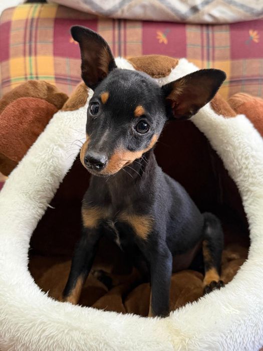 Pinscher pequeno