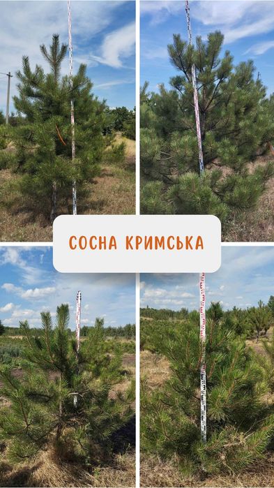 Сосна кримська,  туя смарагд та інші