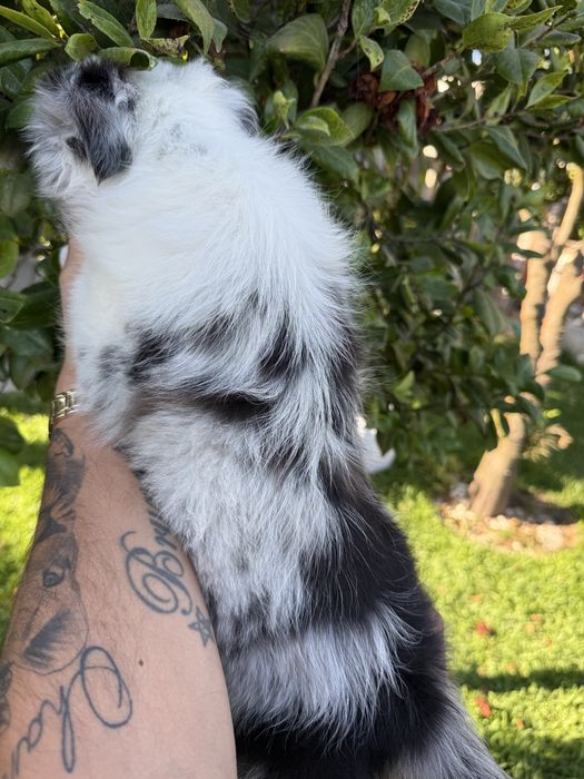 Excelente menino border collie olhos azuis