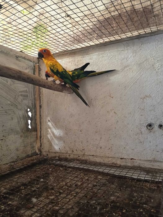Casal aratingas sol( não aceito trocas)