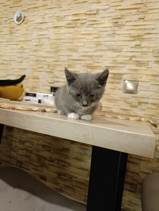 Кошеня  віком 4 місяці шукає дім