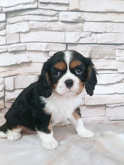 suczka Cavalier king charles spaniel 10 tyg.