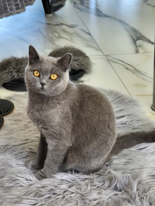 Rezerwacja na kotki Brytyjskie niebieskie