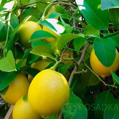 Лаймкват сорт Юстис с бутончиком