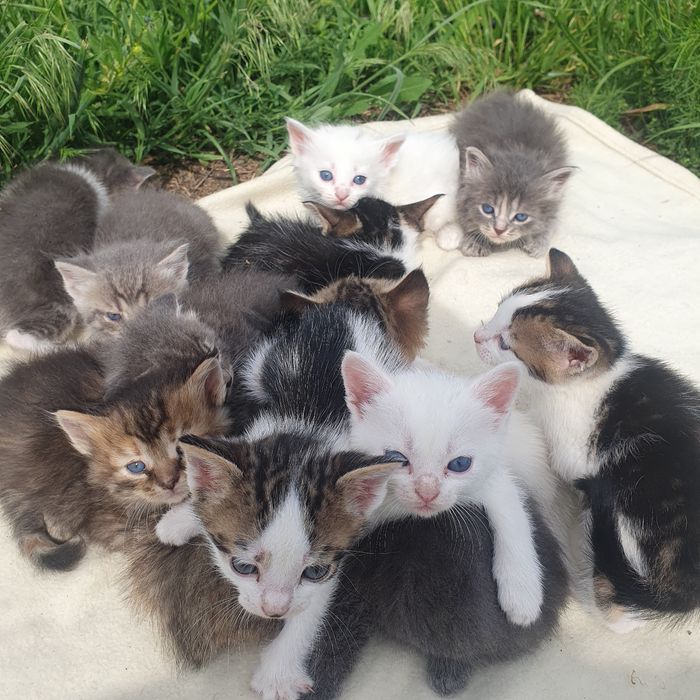 Котята ищут семью