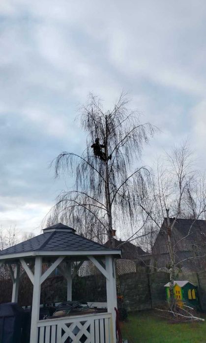 Wycinka i Pielęgnacja drzew