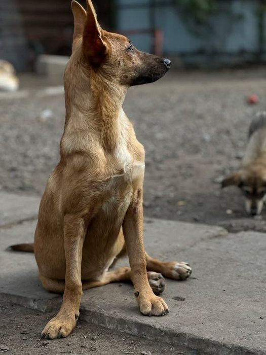 Умка стерилизована