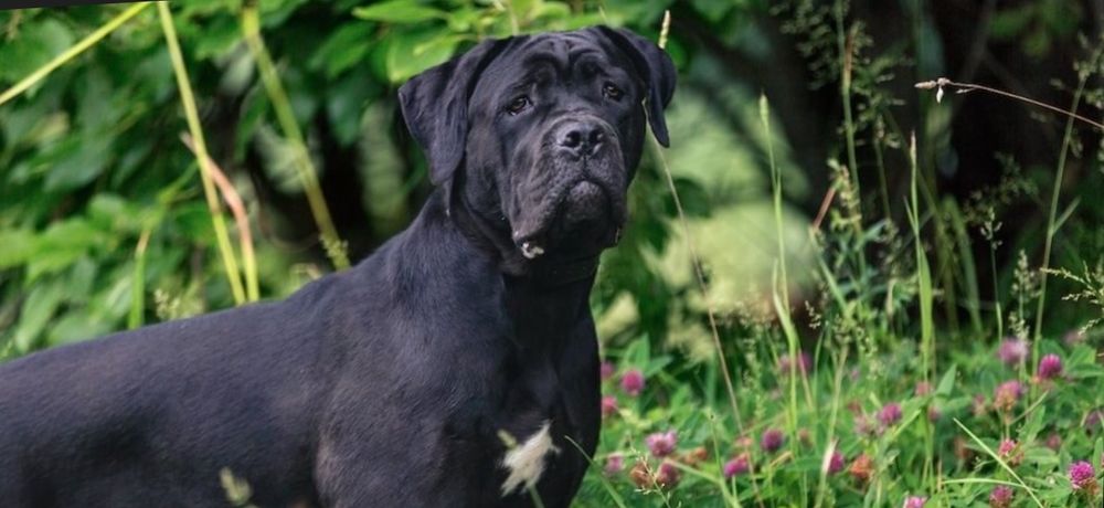 Кане-Корсо 7 месяцев полный пак. документов родословная