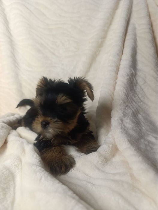 Йоркширський тер'єр