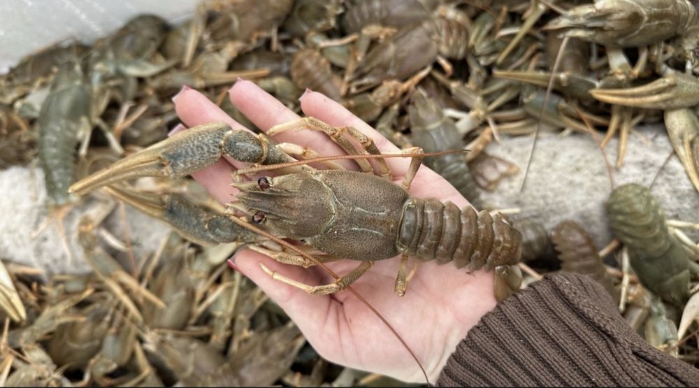 Живые раки/Мидии -20%