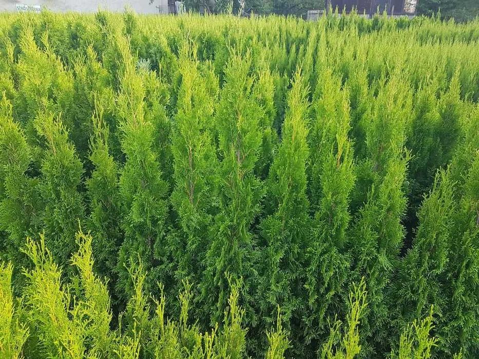 Doniczka, tuja szmaragd 140cm - 160cm, thuja smaragd 150cm, 1,5m