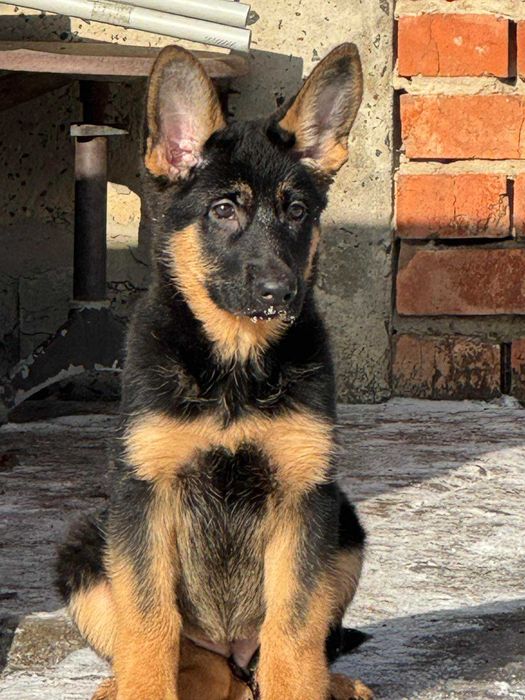 Щенки Немецкой Овчарки