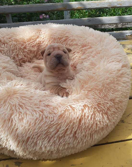 Питомник предлогает шикарных щенков шарпея