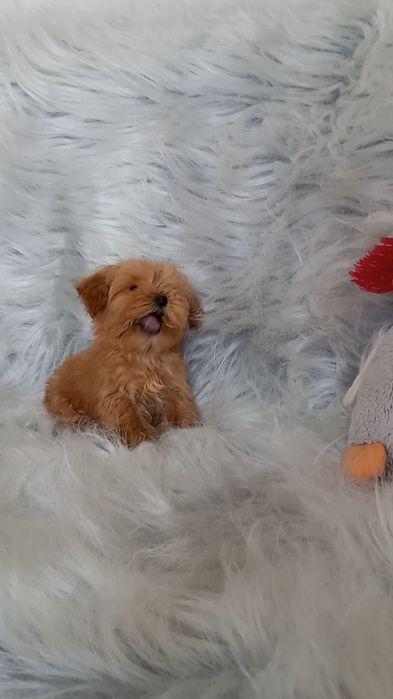 Микро малыш готов к продаже