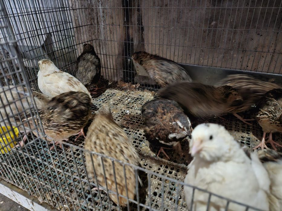 Corduniz, recém nascido e ovos