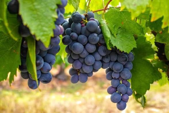 Uvas brancas e tintas