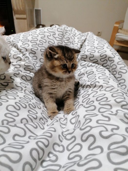 Gatinha British Shorthair Golden Shaddded