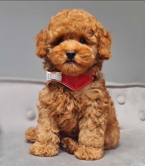 Pudel toy piesek płowy