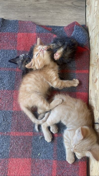 Отдадим котят в добрые руки.