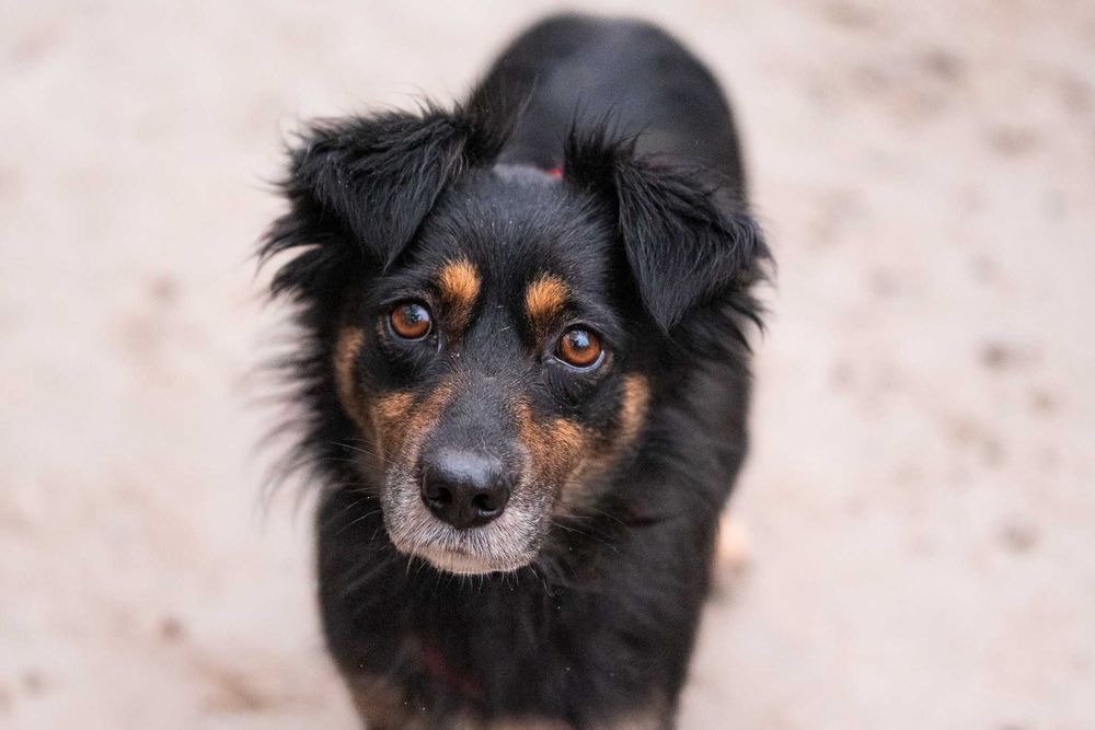 KENLY - pragnąca bliskości sunieczka o wiernych, bursztynowych oczkach