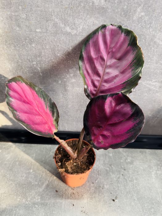 Калатея Кримсон (розі)