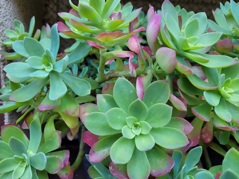 Orginalna  roślina .Sedum palmeri.