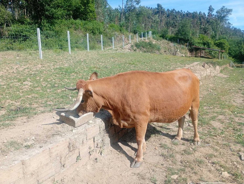 Vaca arouquesa registada