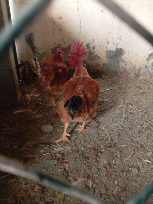 Galos vermelhos a partir de 3 kilos e brancos também