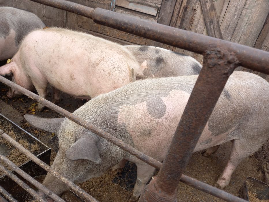 Продаж сільгосп тварин