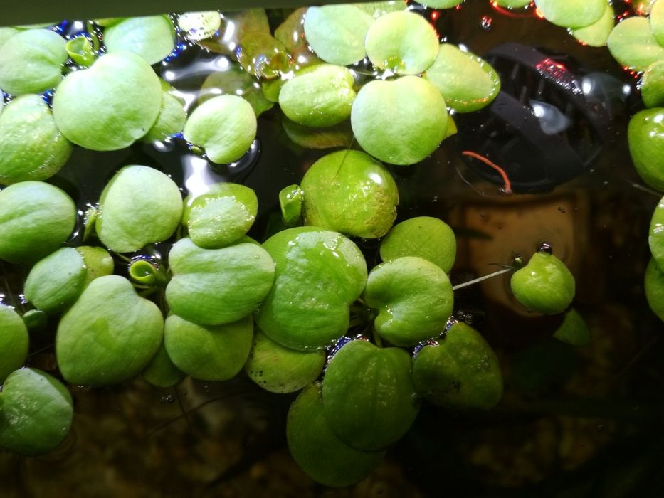 Limnobium rozłogowe