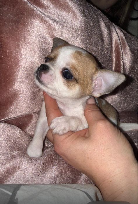 Cudowny piesek! Gotowy !!!